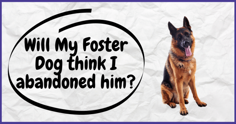 Will My Foster Dog think I abandoned him