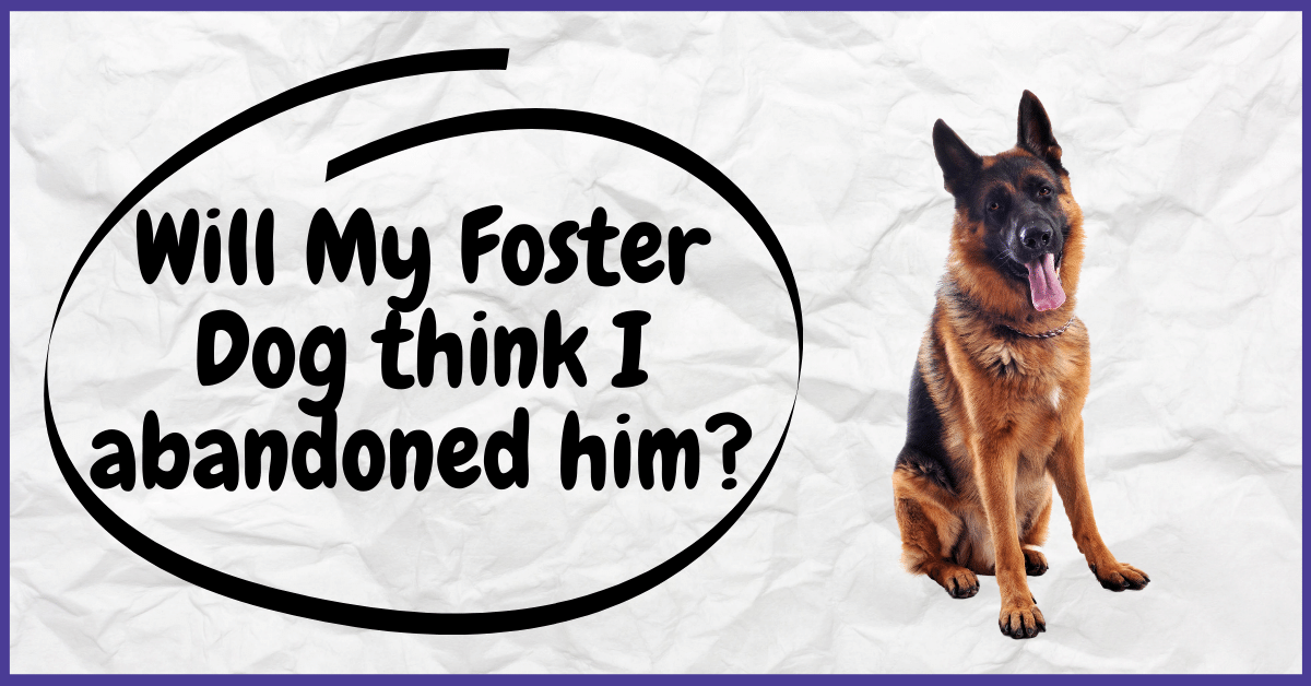 Will My Foster Dog think I abandoned him