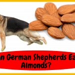 Can German Shepherds Eat Almonds?