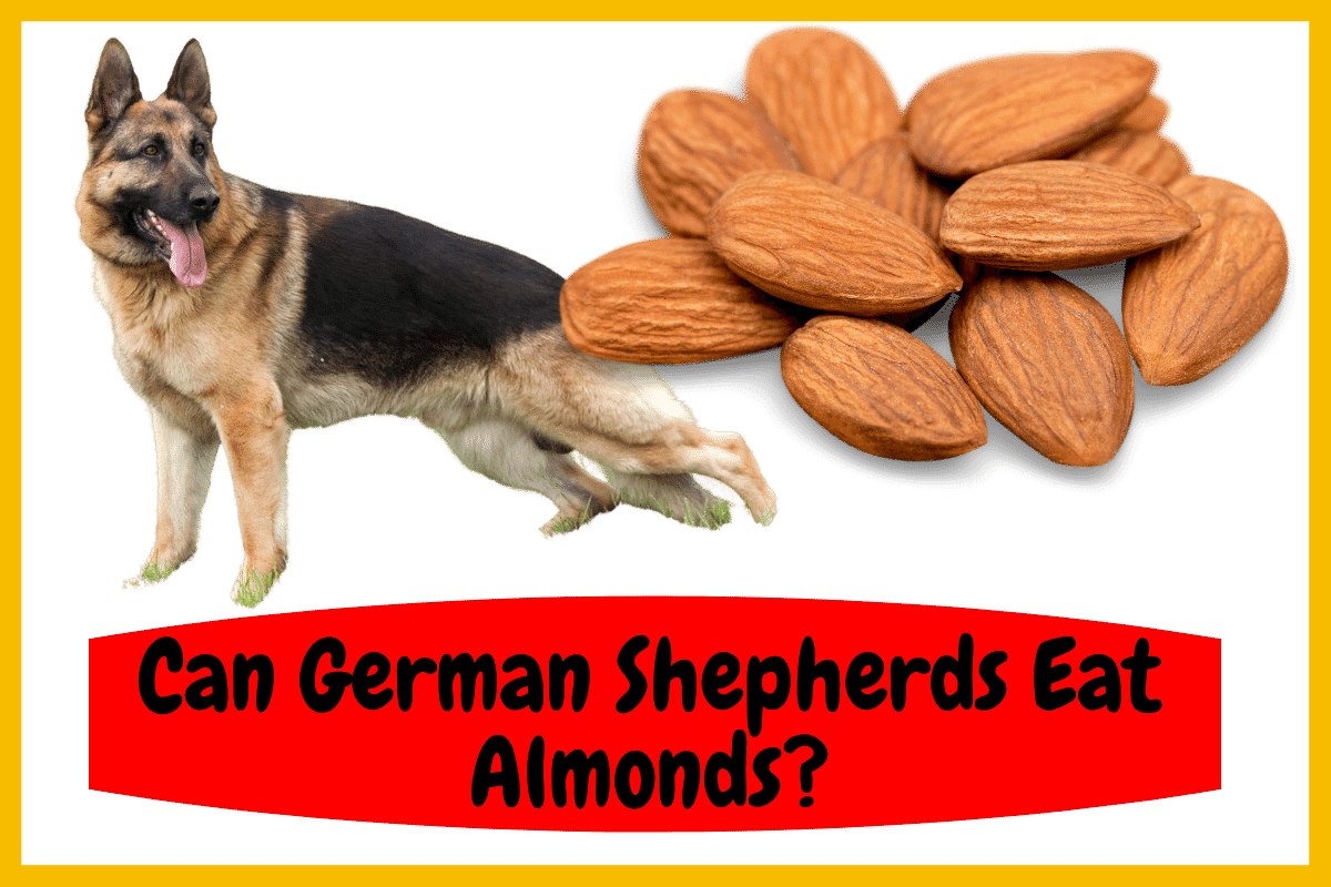 Can German Shepherds Eat Almonds?