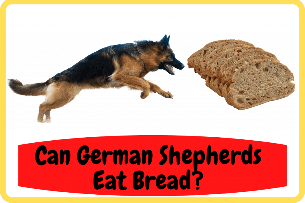 can-german-shepherds-eat-bread-pet-smush