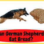 Can German Shepherds Eat Bread