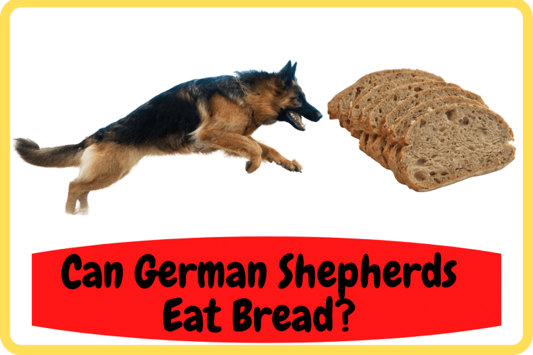 Can German Shepherds Eat Bread