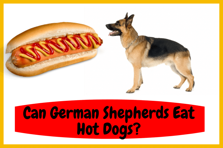 Can German Shepherds Eat Hot Dogs