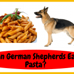 Can German Shepherds Eat Pasta?