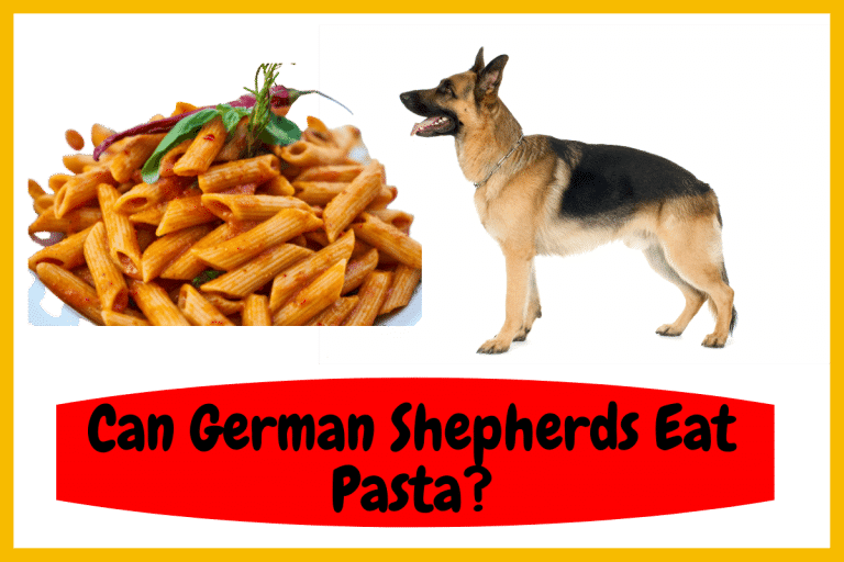 Can German Shepherds Eat Pasta?