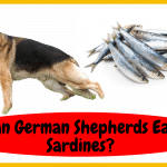 Can German Shepherds Eat Sardines?