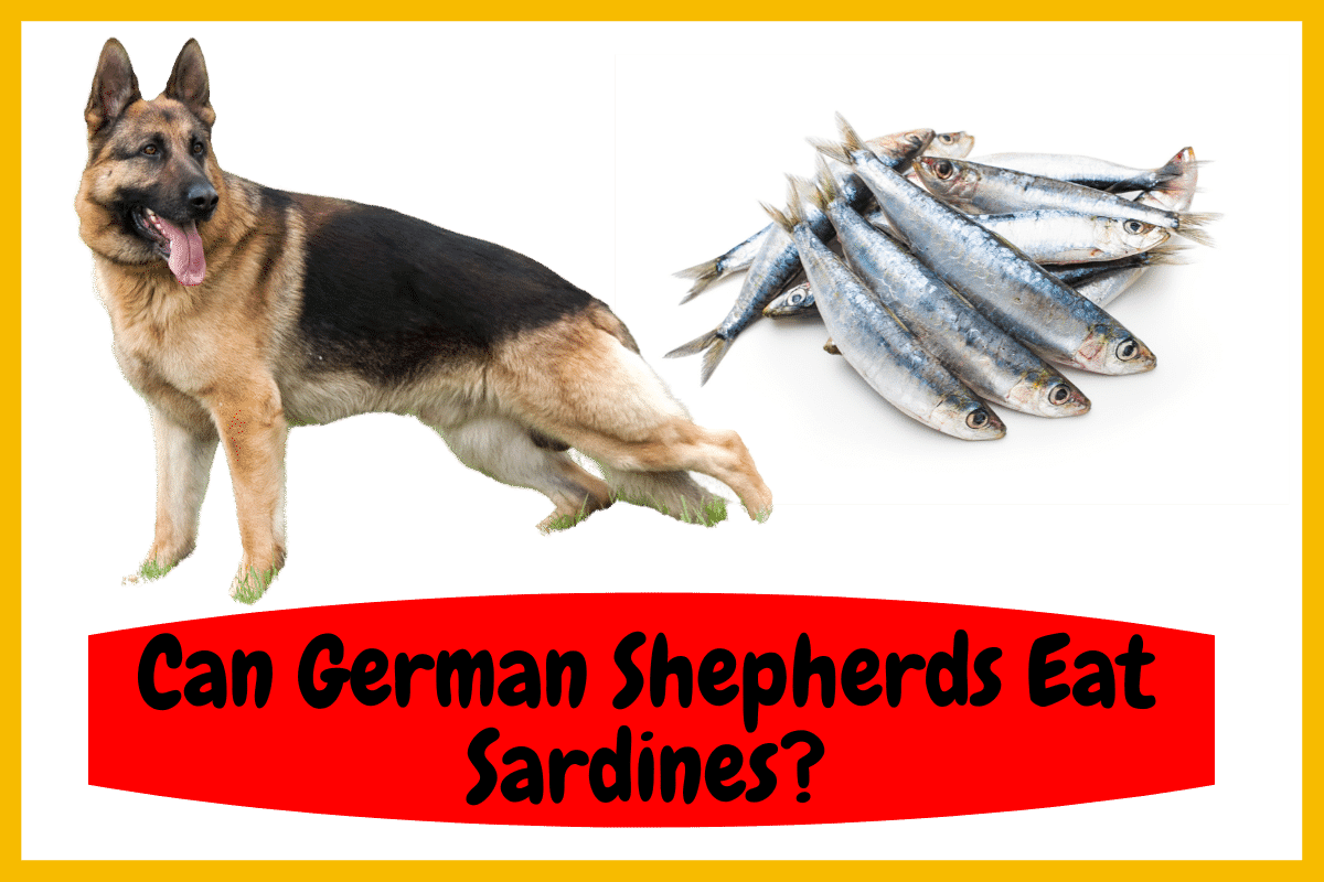 Can German Shepherds Eat Sardines?