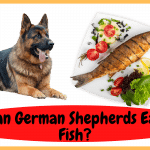 Can German Shepherds Eat Fish