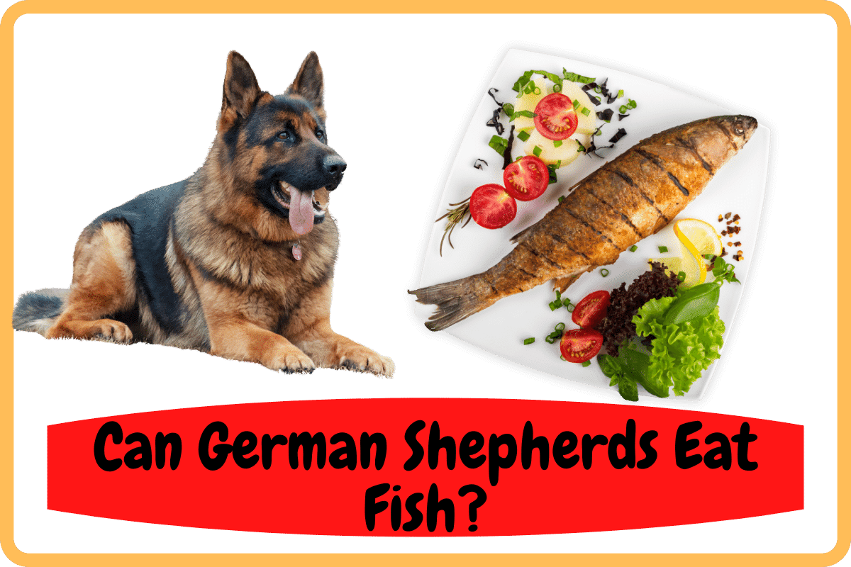 Can German Shepherds Eat Fish