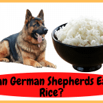 Can German Shepherds Eat Rice
