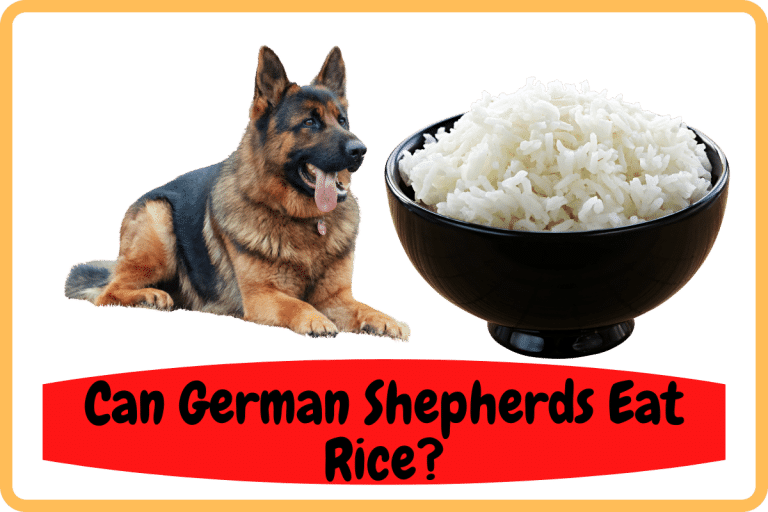 Can German Shepherds Eat Rice