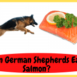 Can German Shepherds Eat Salmon