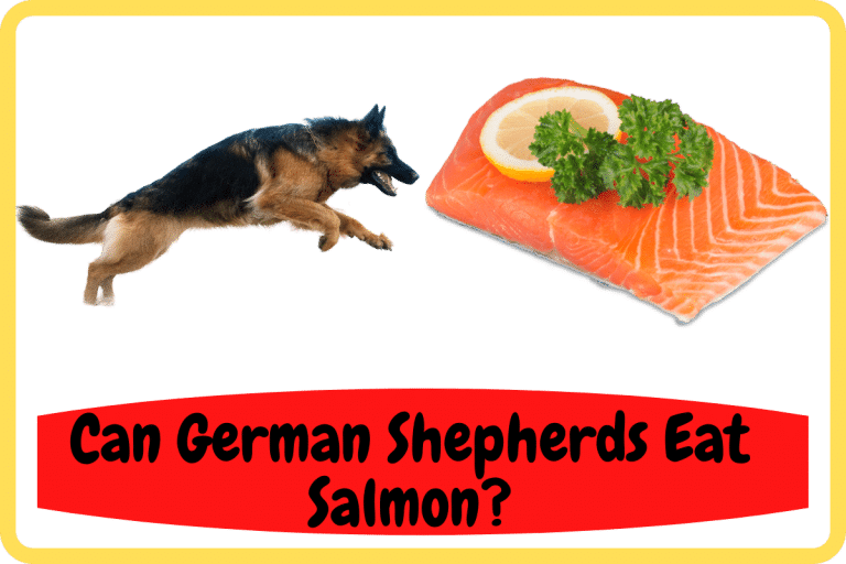 Can German Shepherds Eat Salmon