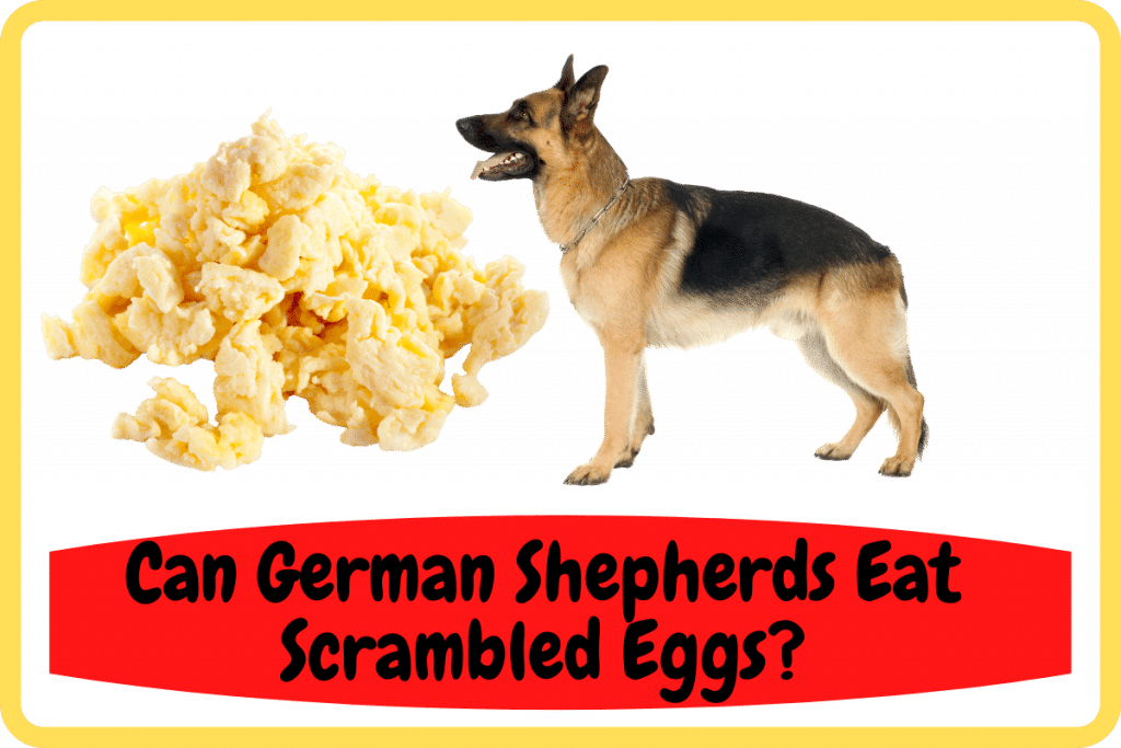Can German Shepherds Eat Scrambled Eggs Pet Smush