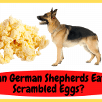 Can German Shepherds Eat Scrambled Eggs