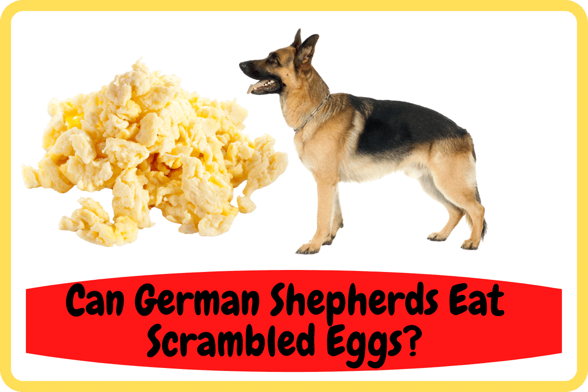 Can German Shepherds Eat Scrambled Eggs