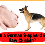 Can a German Shepherd Eat Raw Chicken