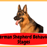 German Shepherd Behavior Stages