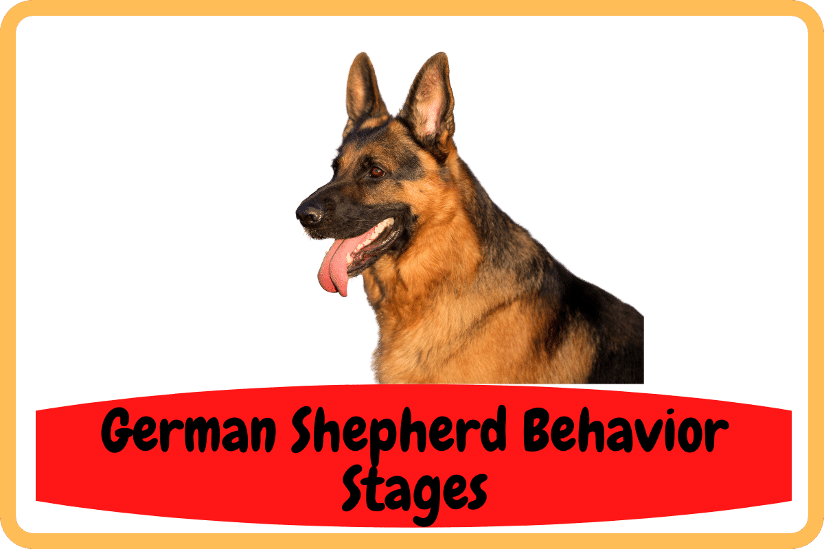 German Shepherd Behavior Stages