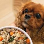 Homemade Dog Food Calculator by Weight