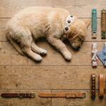 12 Adorable DIY Dog Collar Ideas Your Pup Will Actually Wear