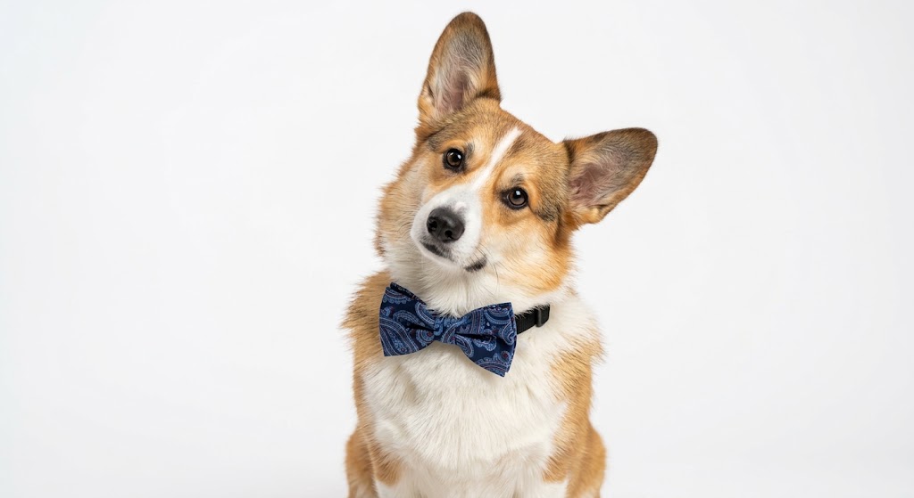 Upcycled Necktie Bow Collar