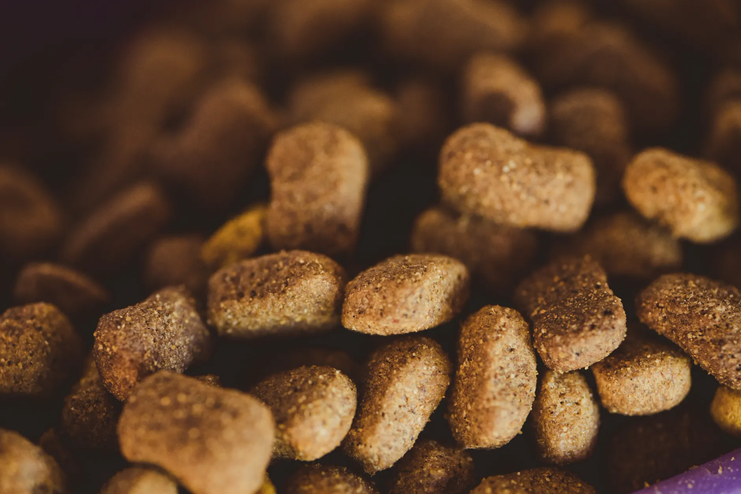 Natural Remedies for Yeast Infection in Dogs