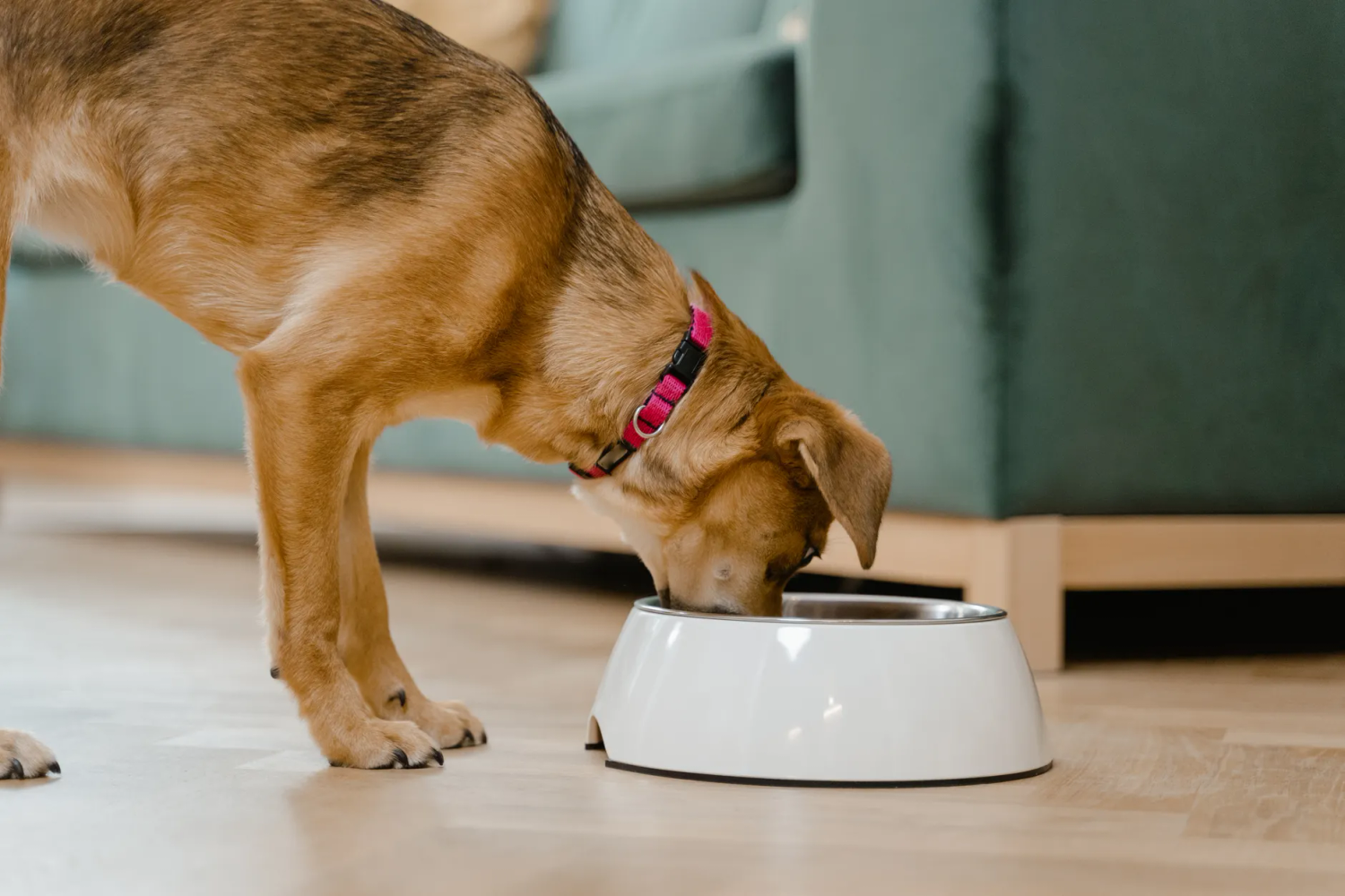Best Dog Food for Mini Aussie