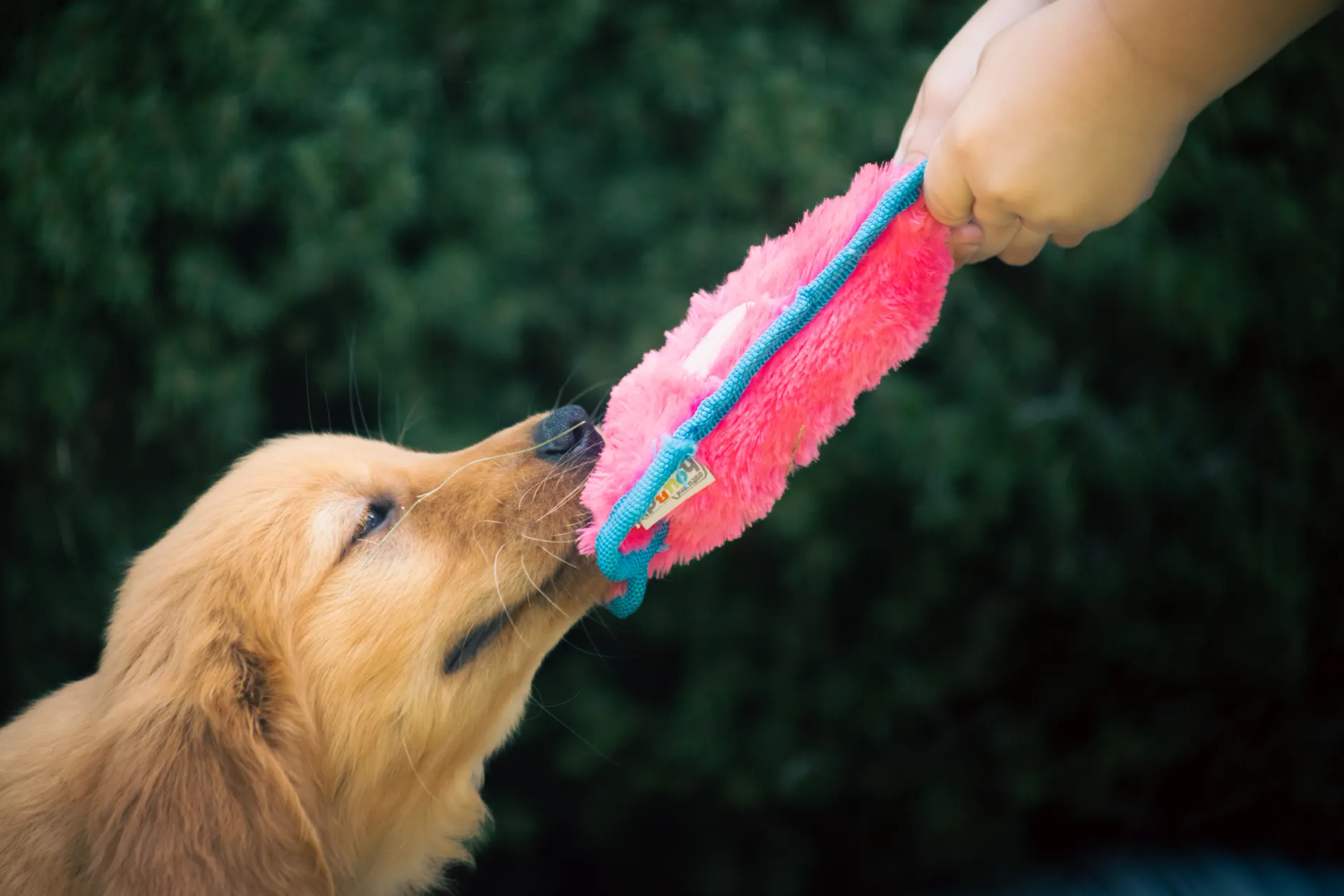 Best Dog Food for Golden Retrievers