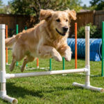 Golden retriever mid-leap over a homemade PVC jump in a backyard DIY dog agility course