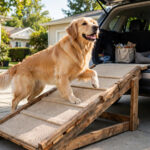 Golden retriever walking up a homemade wooden DIY dog ramp with a carpet non-slip surface.
