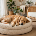 Golden retriever sleeping on a cream boucle dog bed next to a rattan armchair in a stylish living room.